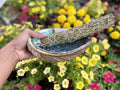 Abalone Shell held in hand with flower garden as the background. Rosemary Smudge bundle resting in the Abalone Shell.