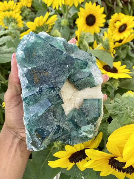 Large Raw Green Fluorite Cluster held over backdrop of yellow sunflowers. Green Fluorite is a protective stone.